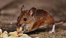 24 Hour & Emergency Exterminators in Sullivan, IN